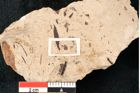 Foto (Detailansicht) von Callitris brongniartii Endl. (NHMW-GEO-2024-0188-8208)